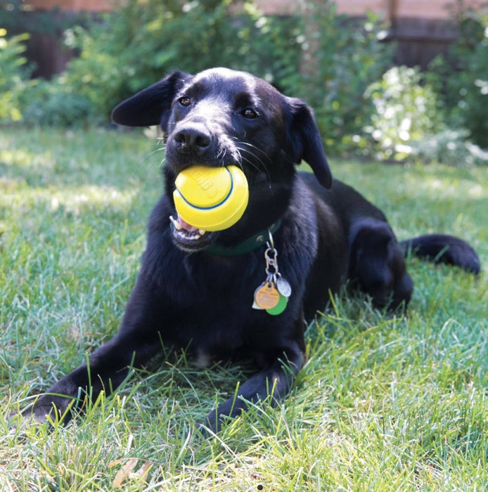 Medium - 2 count KONG Squeezz Tennis Ball Assorted Colors